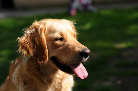 Golden Retriever Dog photo