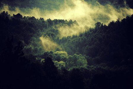 Trees Forest