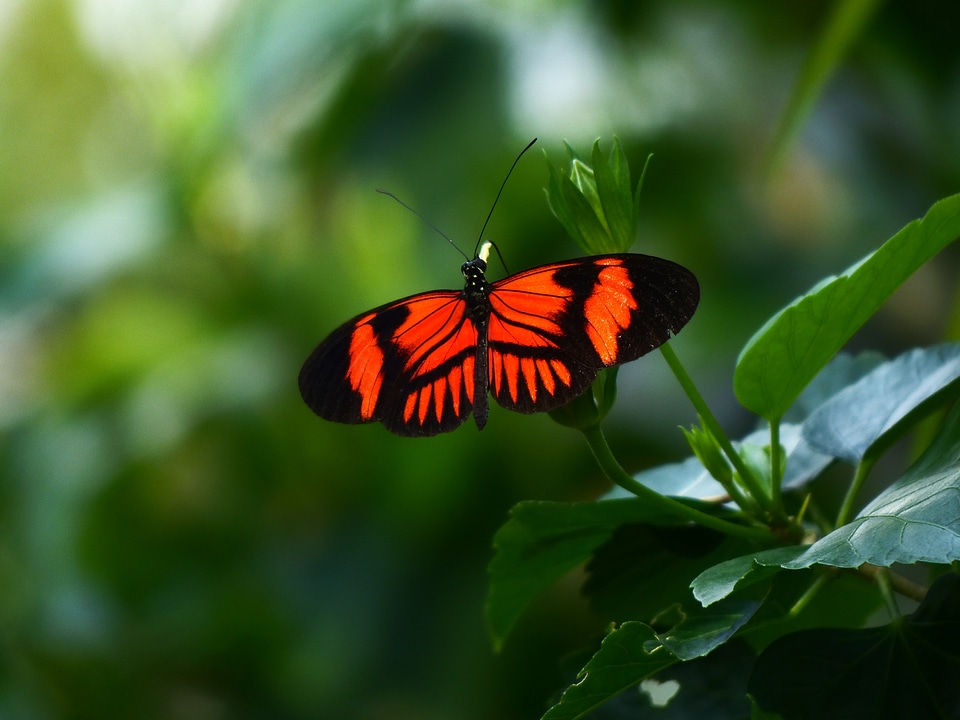 Exotic tropical animal