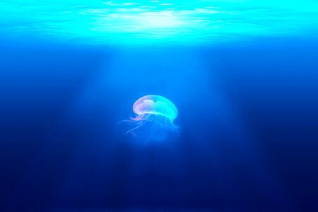 Jellyfish Underwater photo