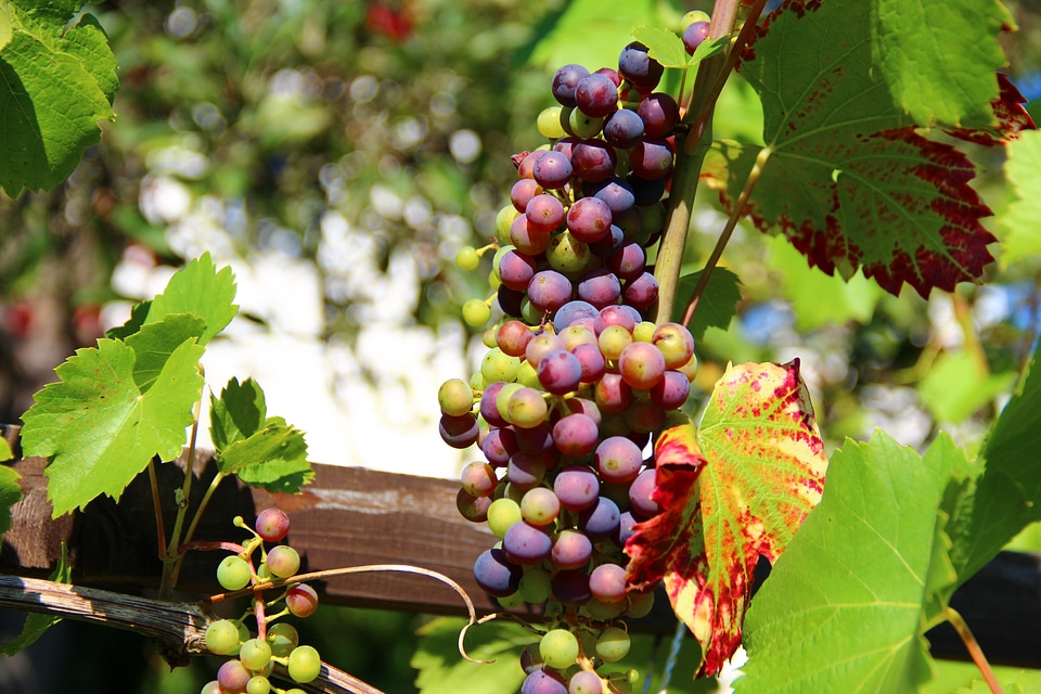 Winegrowing vines vines stock