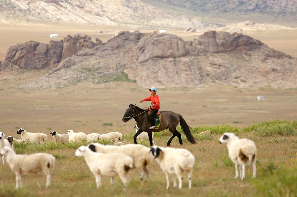 Boy animals herder