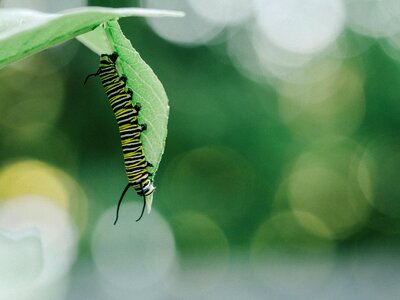 Caterpillar Insects photo