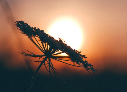 Flower Silhouette photo