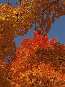 Autumn foliage branches photo
