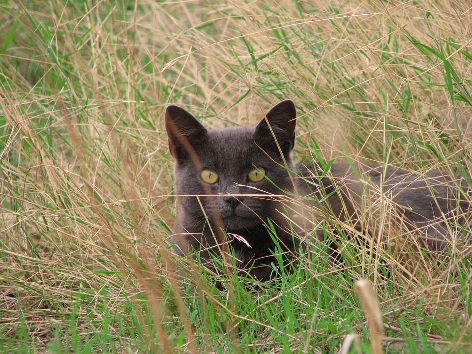 Attentive eyes staring