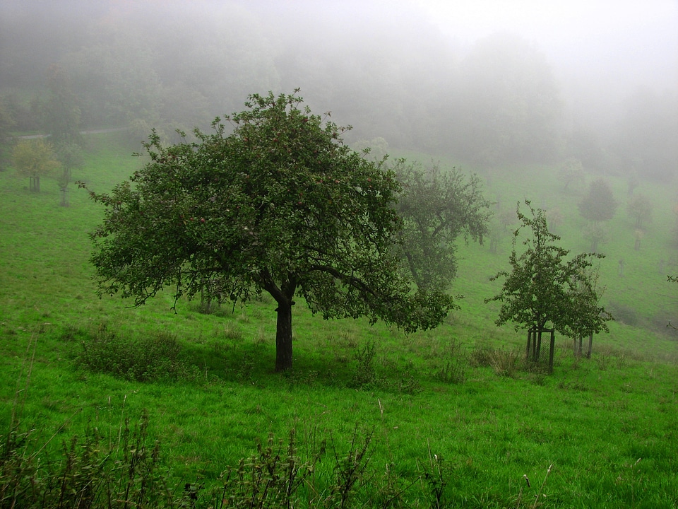 Trees foggy fruit tree