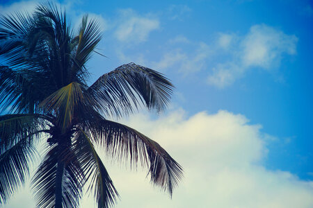 Palm Trees Blue photo
