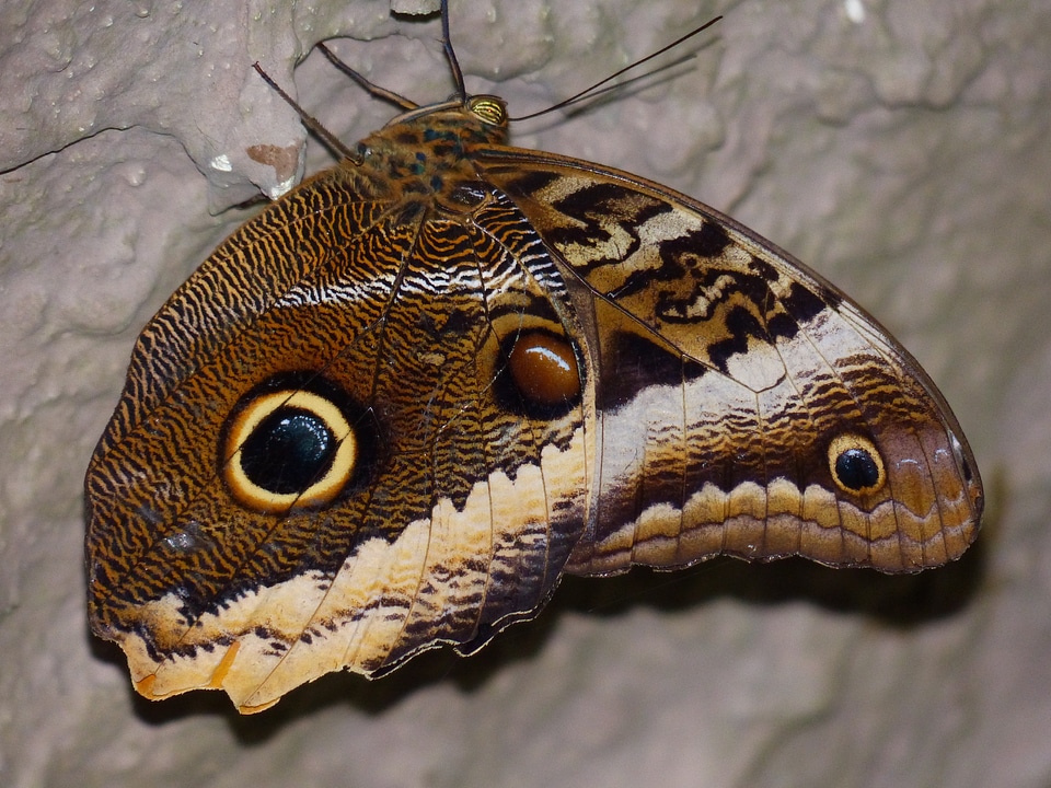 Edelfalter nymphalidae insect