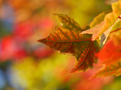 Maple Leaf Leaves