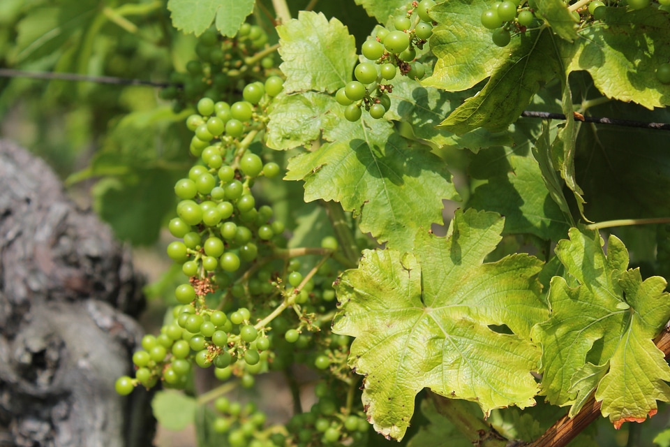 Winegrowing vineyard plant