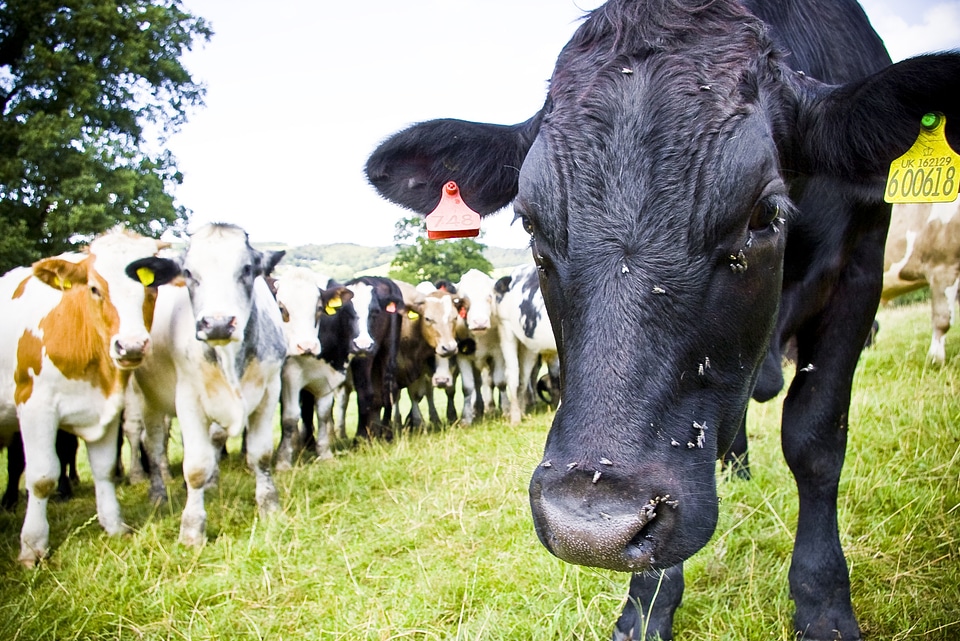 Rural livestock agriculture