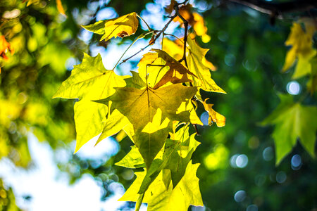 Leaves Trees photo