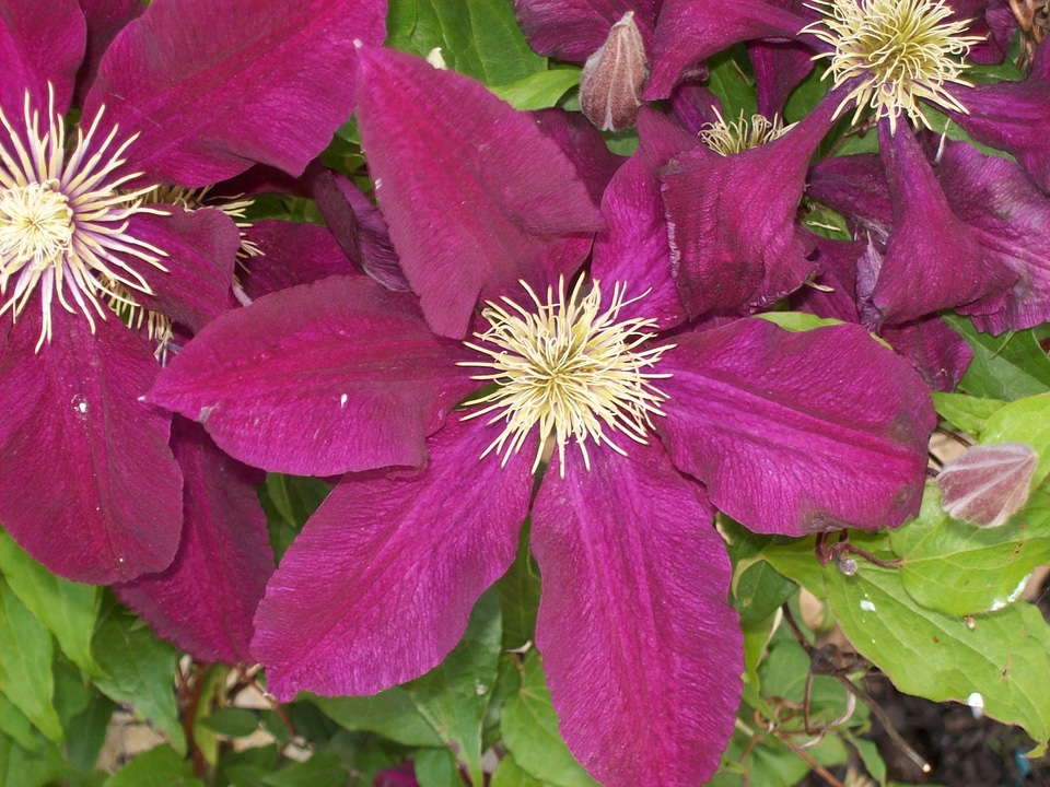 Natural blossom bloom