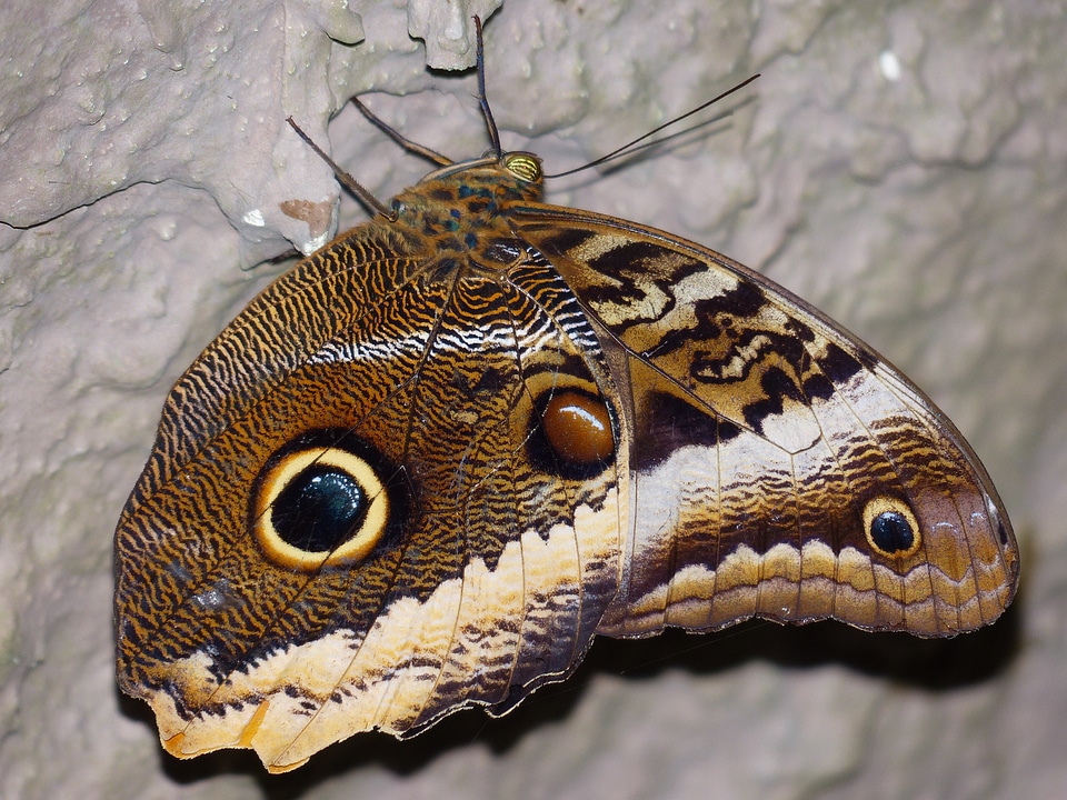 Edelfalter nymphalidae insect