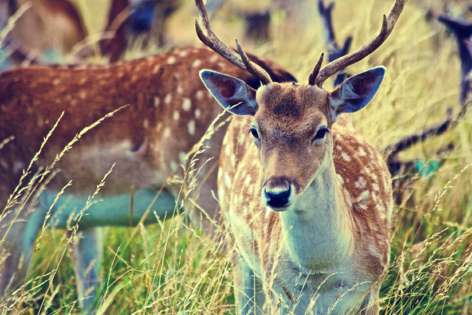 Deer Antlers photo