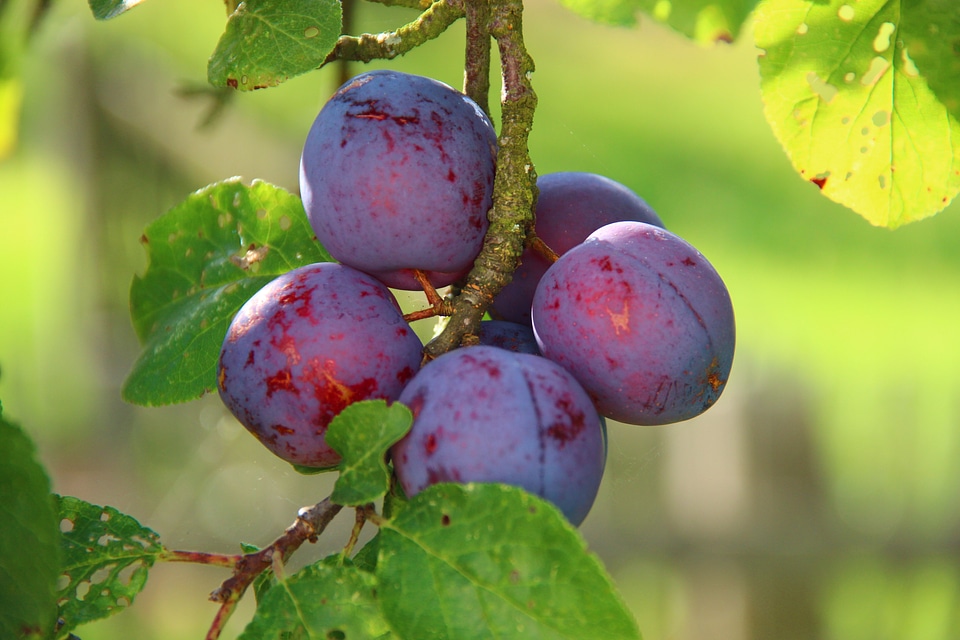 Fruit delicious vitamins