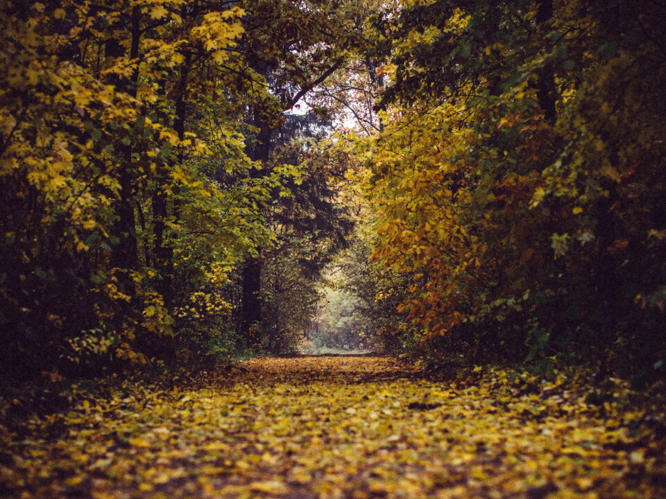 Park Forest photo