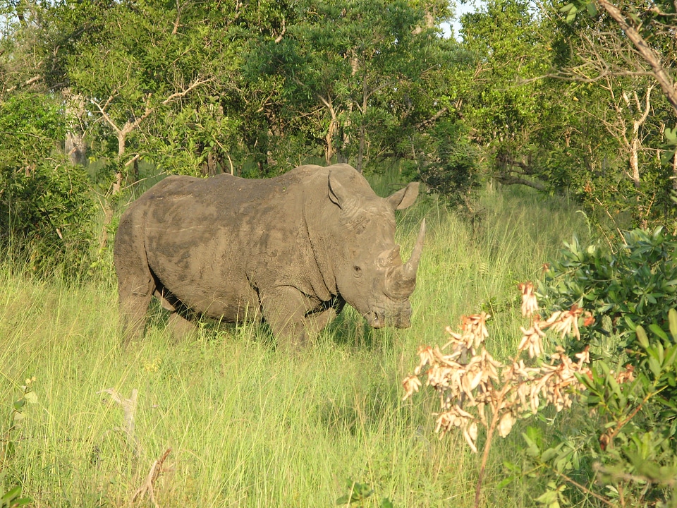 Rhino national park safari photo