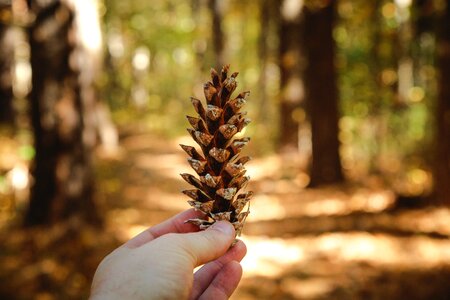 Pine Cone Nature photo