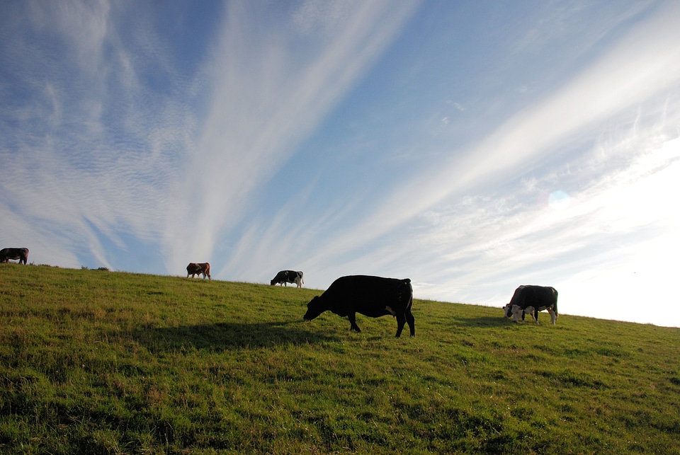 Cows sky clouds