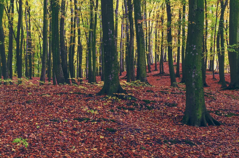 Trees Forest