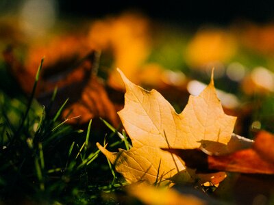 Maple Leaf Leaves photo
