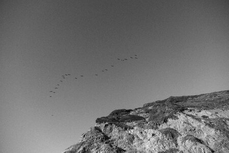 Birds Flock