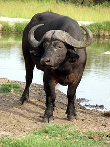 Animal buffalo wilderness photo