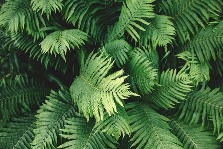 Green Leaves