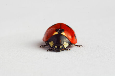 Ladybug Ladybird photo