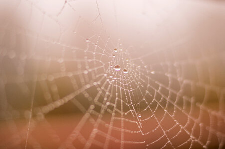 Spider Web Dew photo