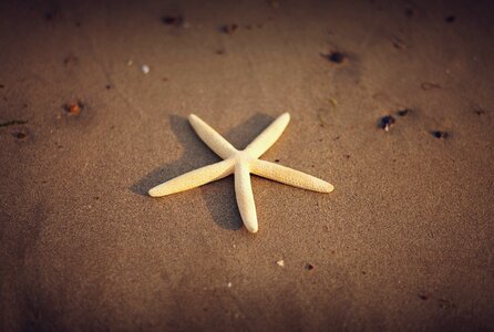 Starfish Beach photo