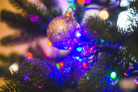 Christmas Tree photo