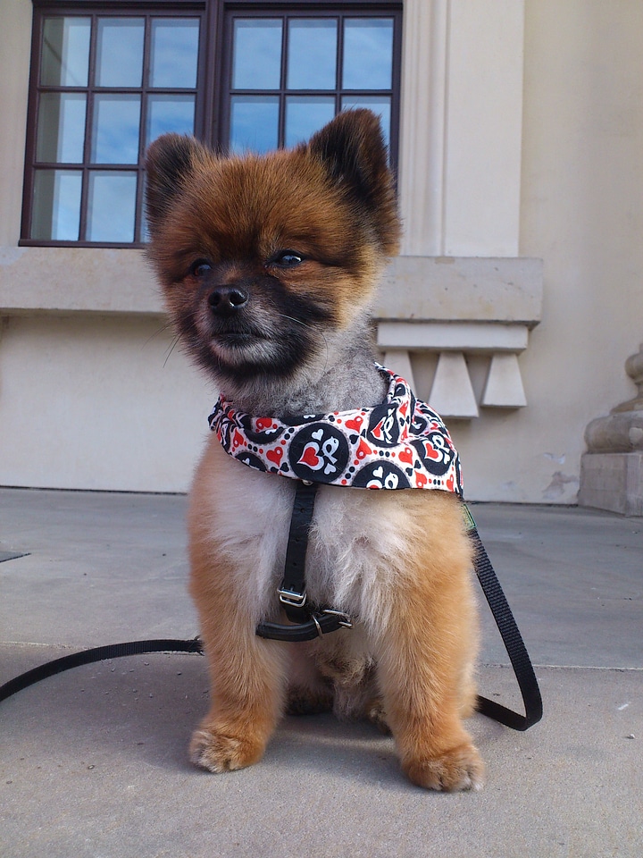 Small dog pet playful