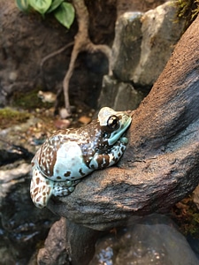 Amphibian colorful exotic