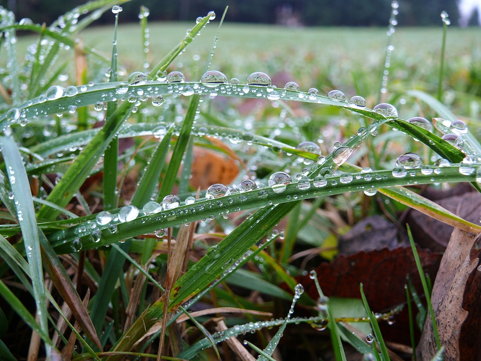 Grass grass with dew autumn