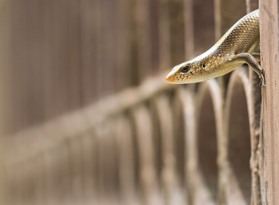 Sunskink pale-flecked garden