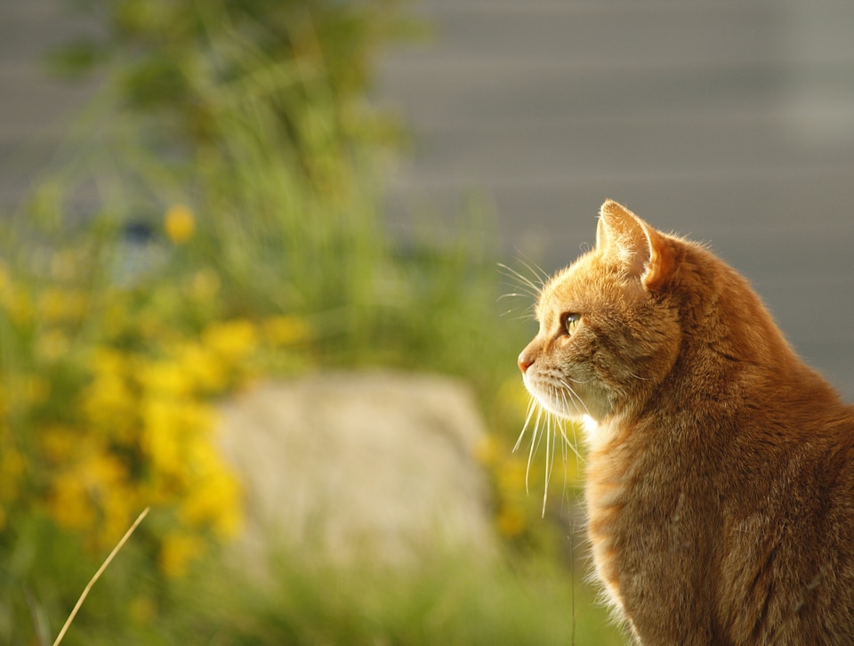 Summer feline kitty