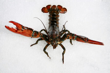 Lobster Seafood photo