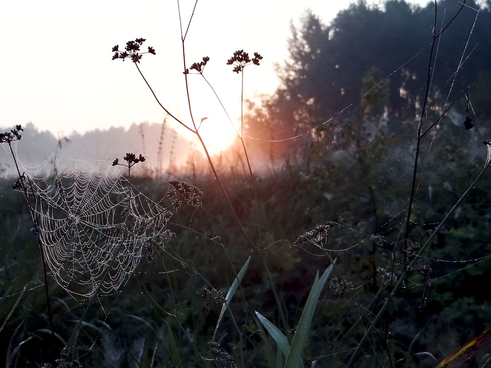Meadow cobweb morning
