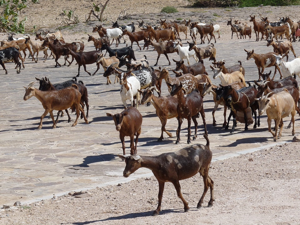 Goats horned animals
