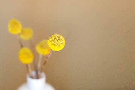 Yellow Flowers photo