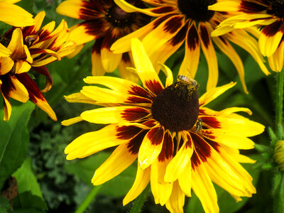 Yellow Flowers photo