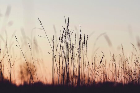 Plants Field