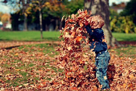 Leaves Fall