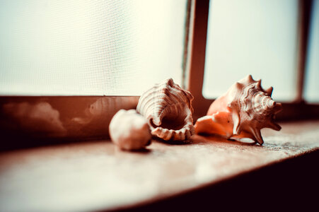 Sea Shells Window photo