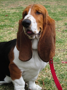 Basset hound dog pet