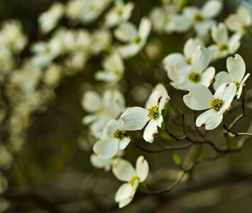 White Blossoms photo