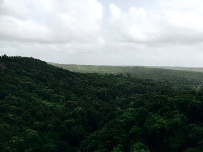 Green Forest